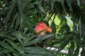Rainbow bird2.jpg